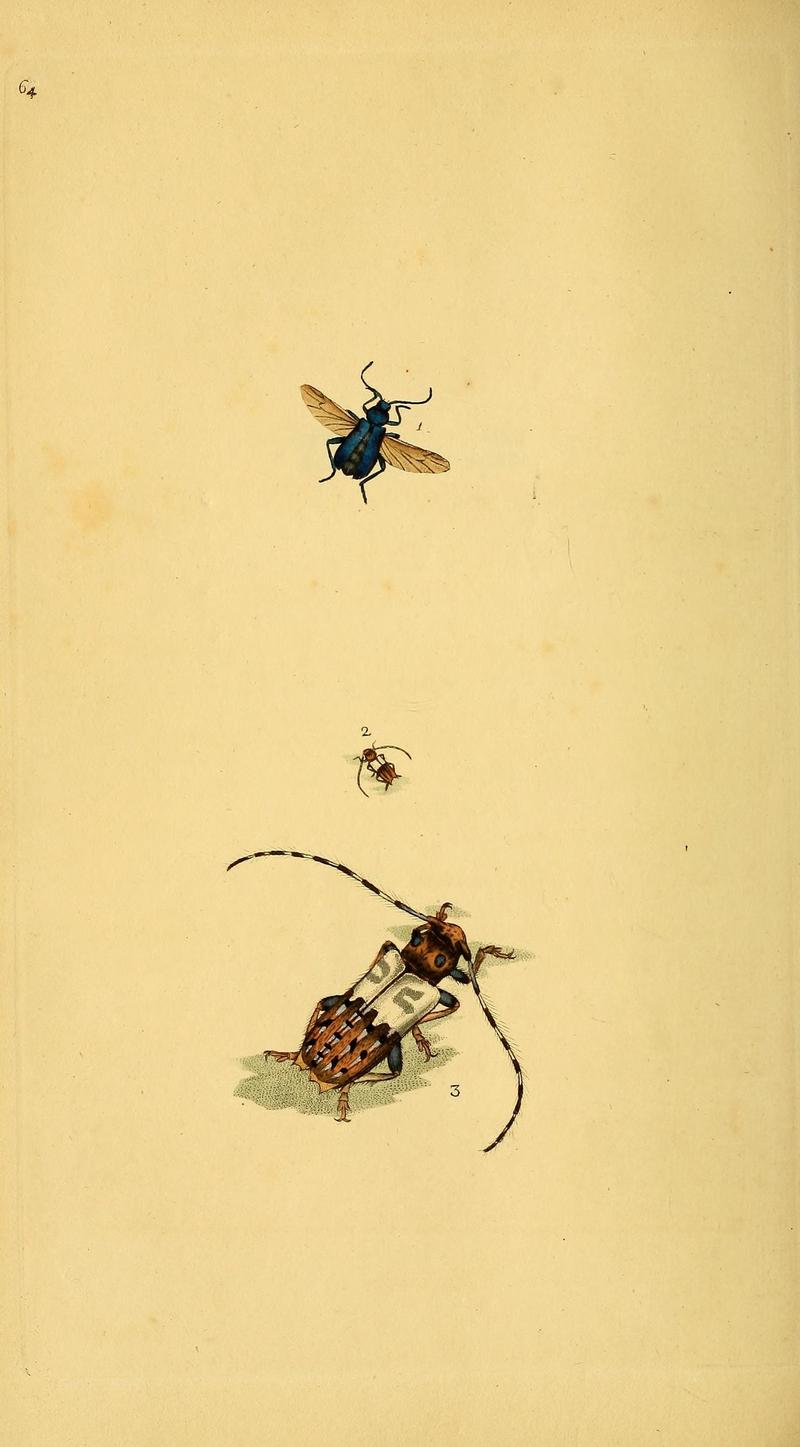 The natural history of British insects (10038972345)
