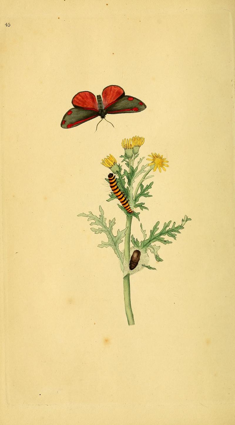 The natural history of British insects (10038985403)
