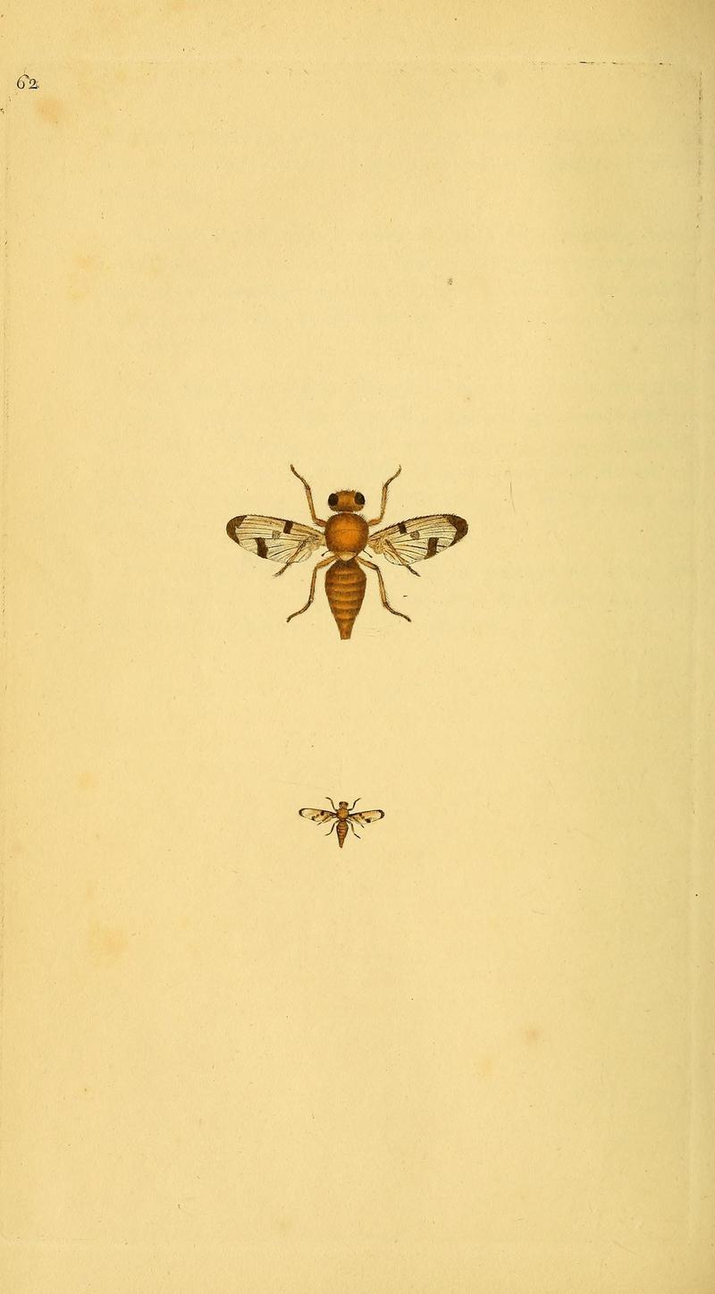 The natural history of British insects (10038989046)