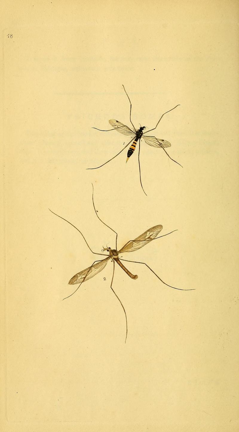 The natural history of British insects (10038997883)