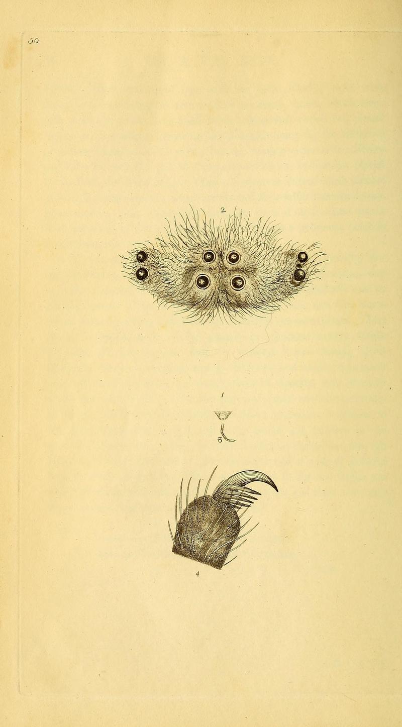 The natural history of British insects (10039005893)