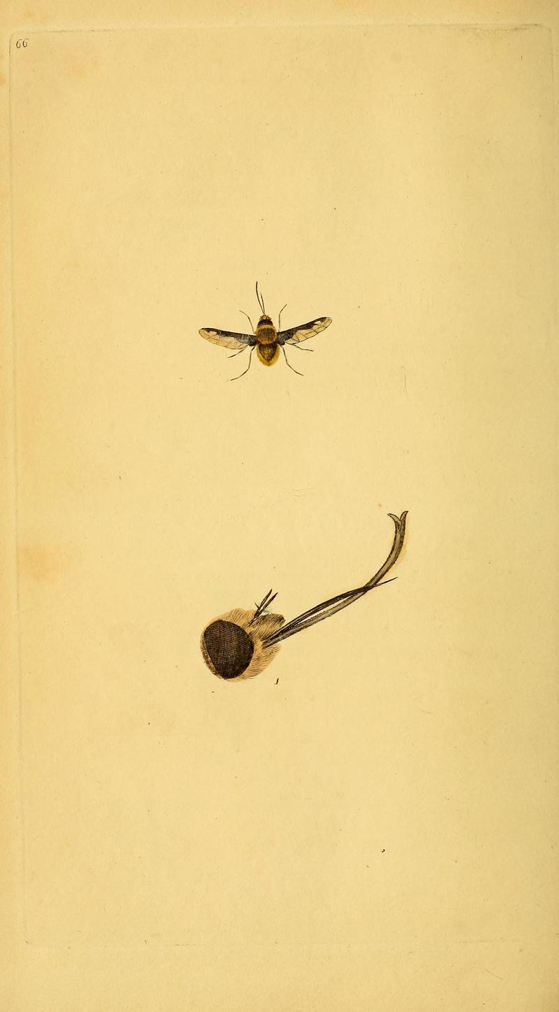 The natural history of British insects (10039007086)