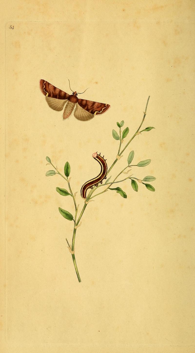The natural history of British insects (10039013923)