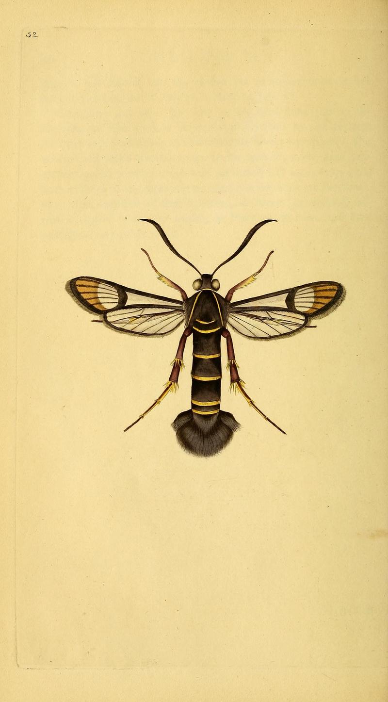 The natural history of British insects (10039017483)