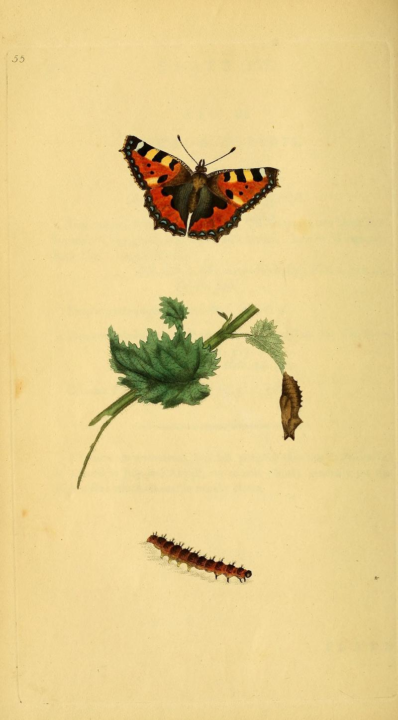 The natural history of British insects (10039032263)