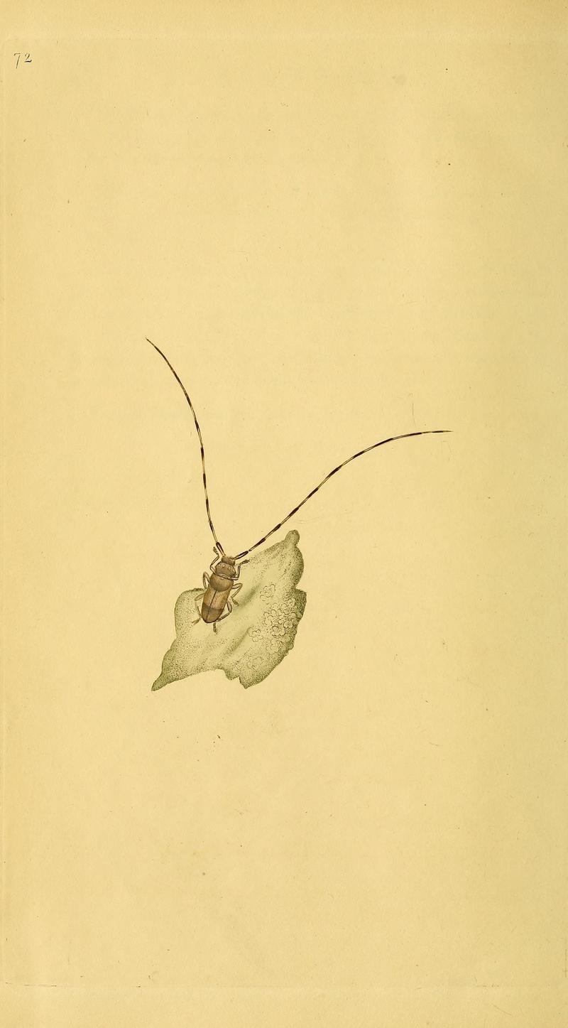 The natural history of British insects (10039035336)