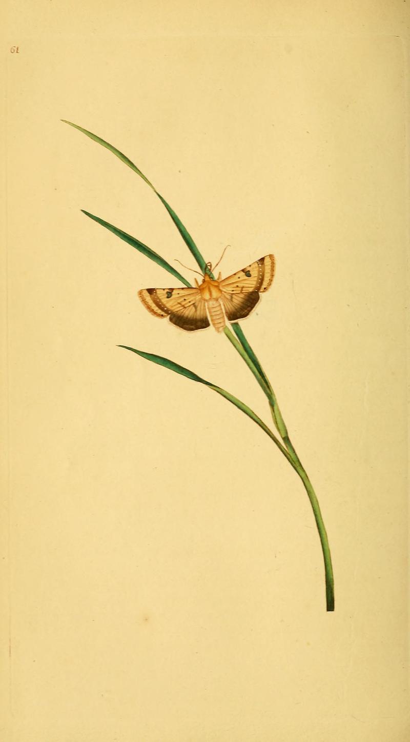 The natural history of British insects (10039058303)