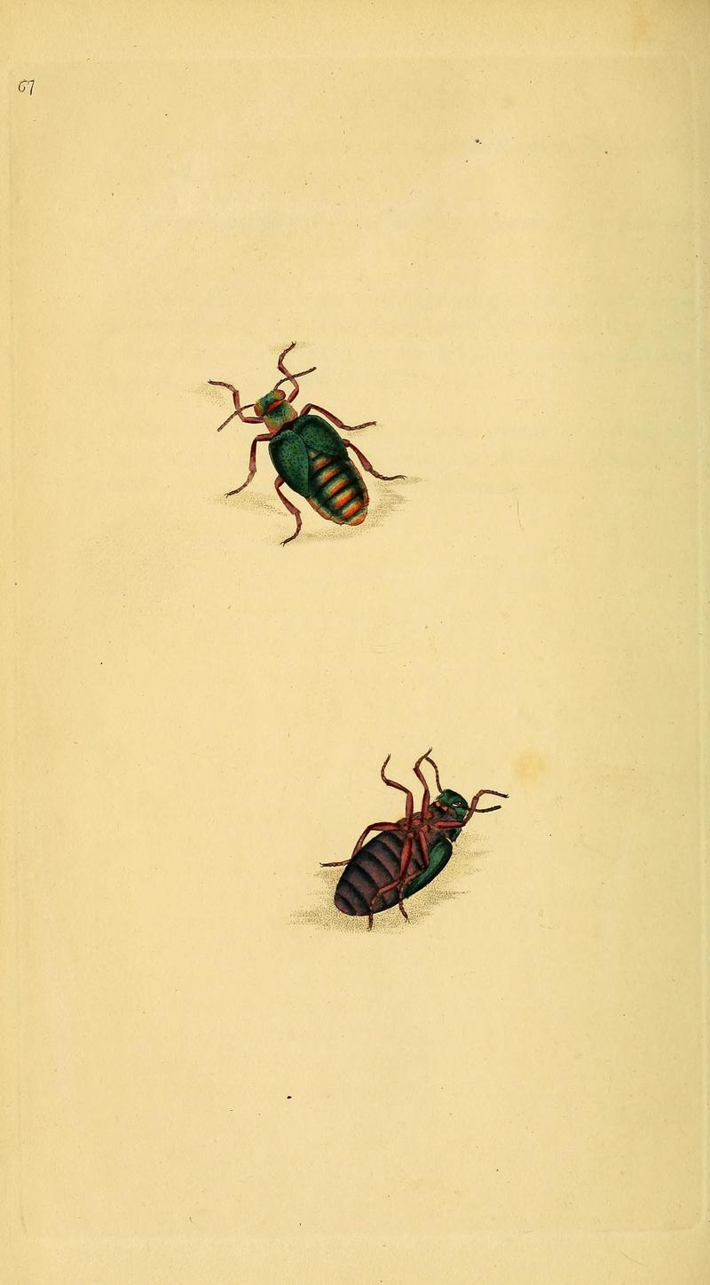 The natural history of British insects (10039086363)