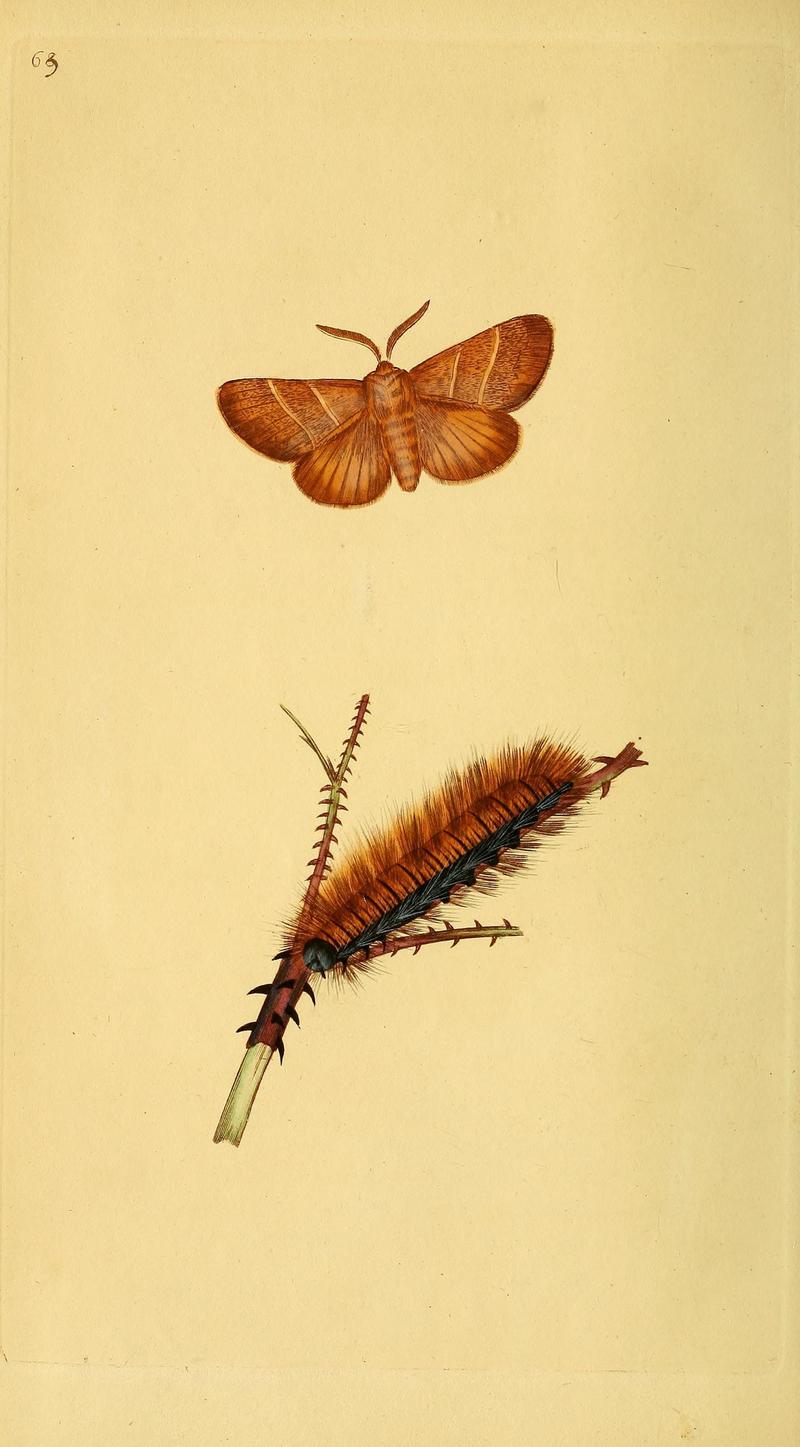 The natural history of British insects (10039095673)