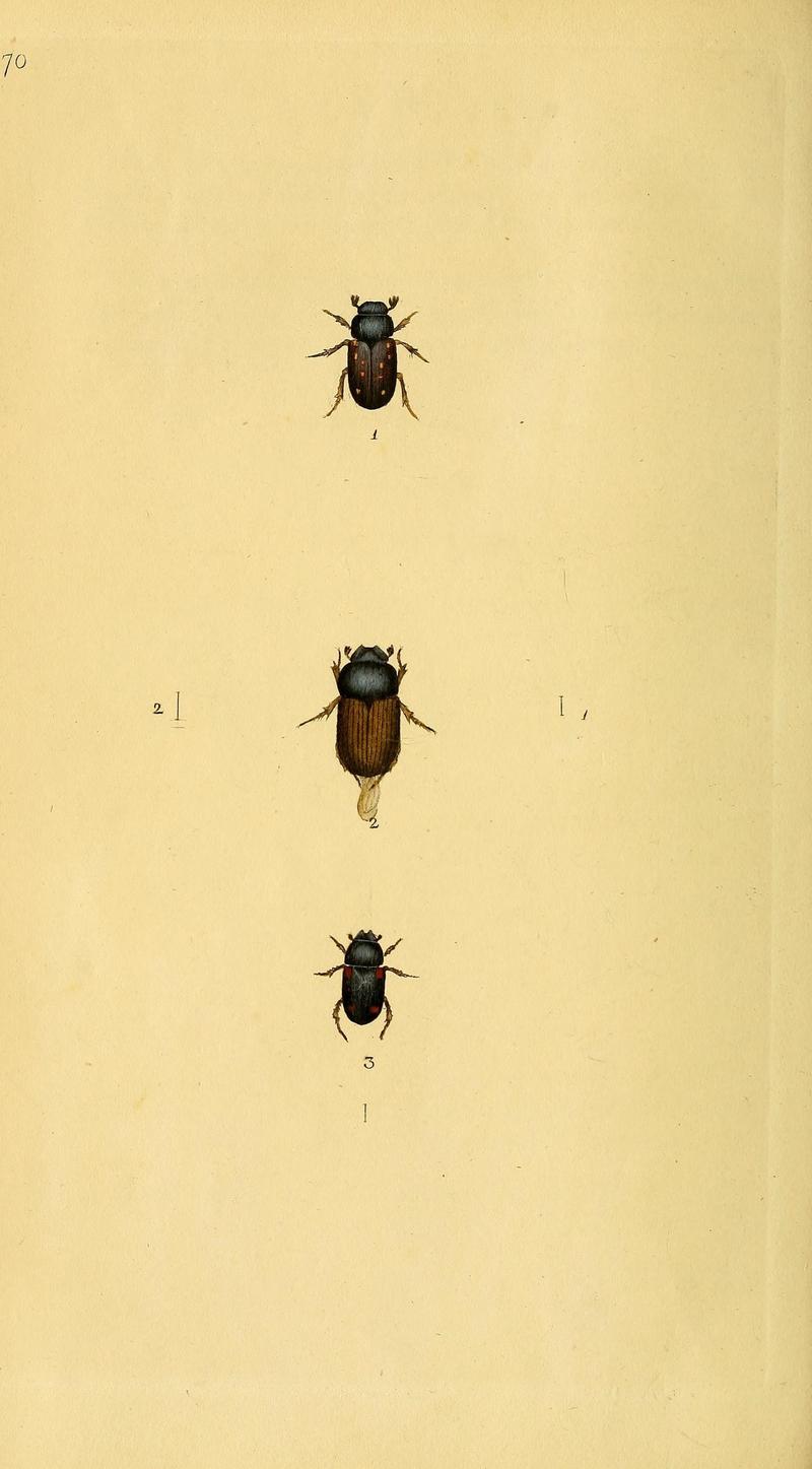 The natural history of British insects (10039099583)