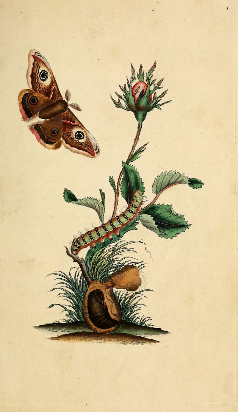 The natural history of British insects (6069981641)