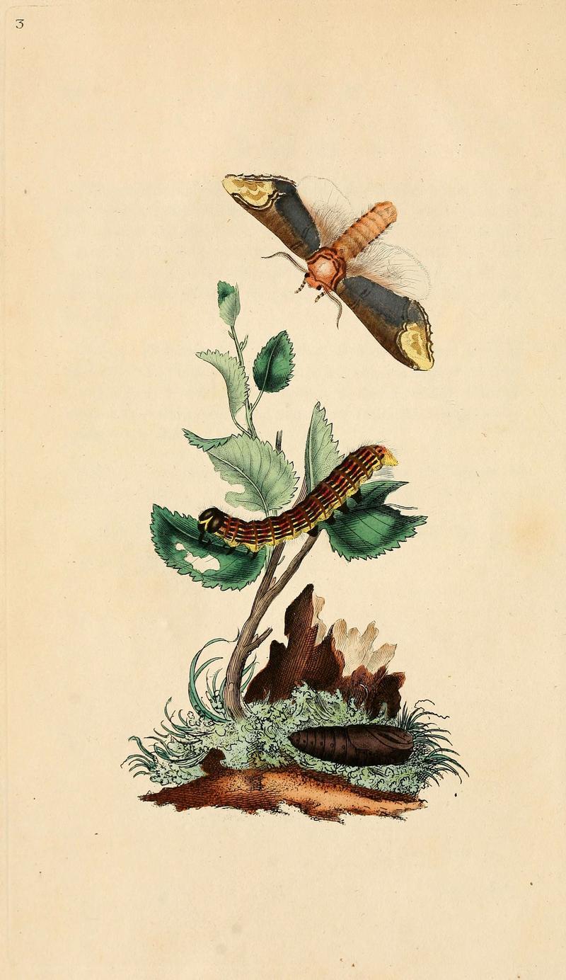 The natural history of British insects (6069982937)