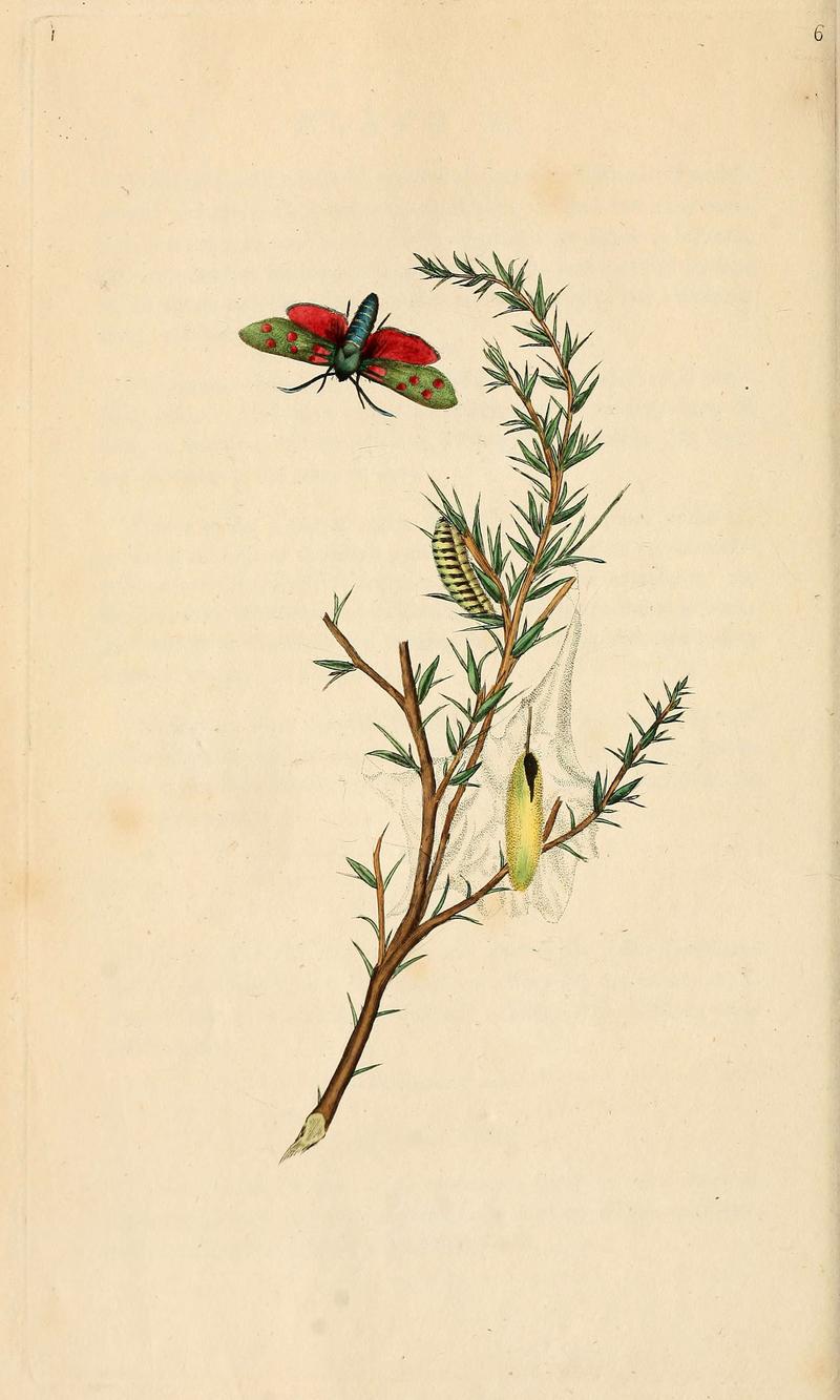 The natural history of British insects (6069983973)