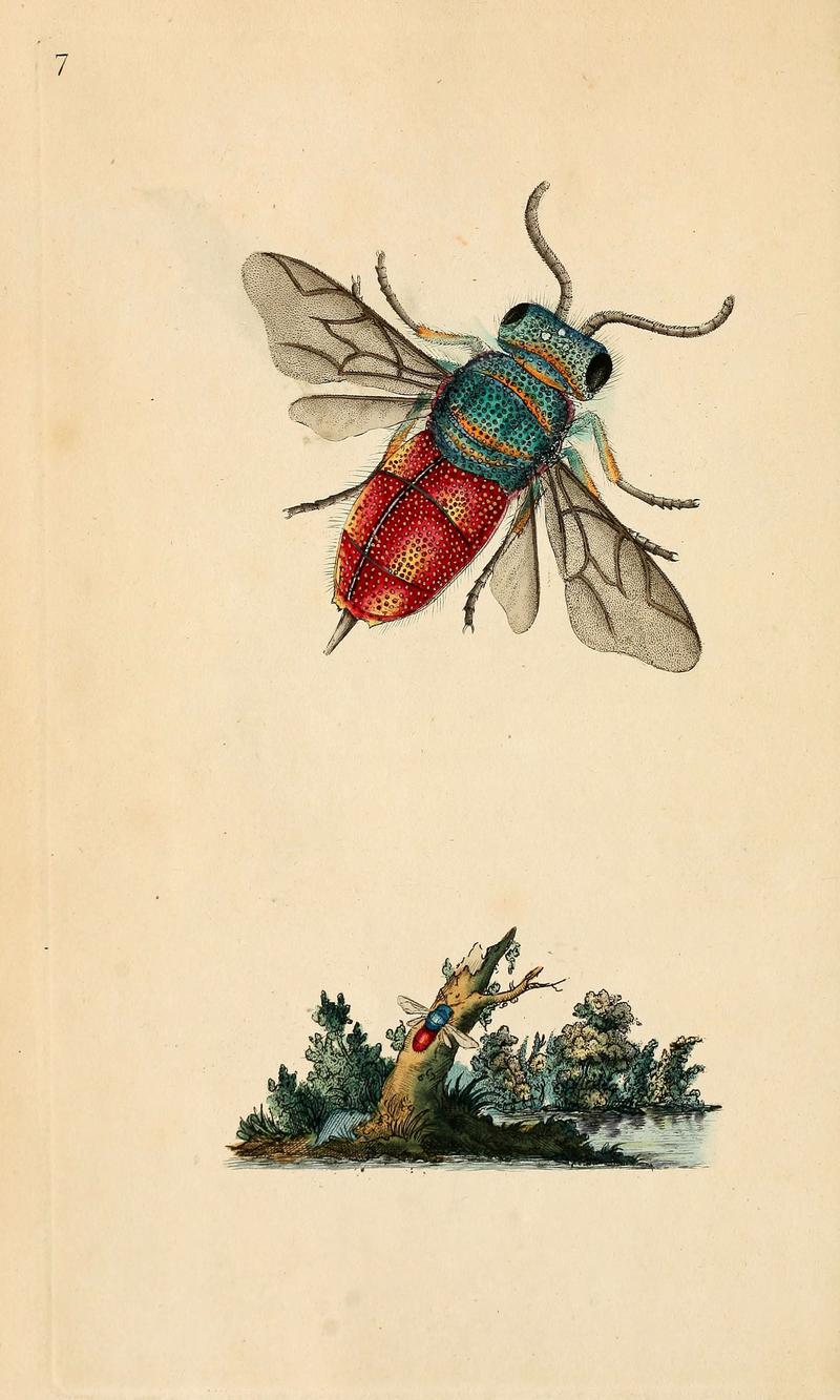 The natural history of British insects (6069984419)