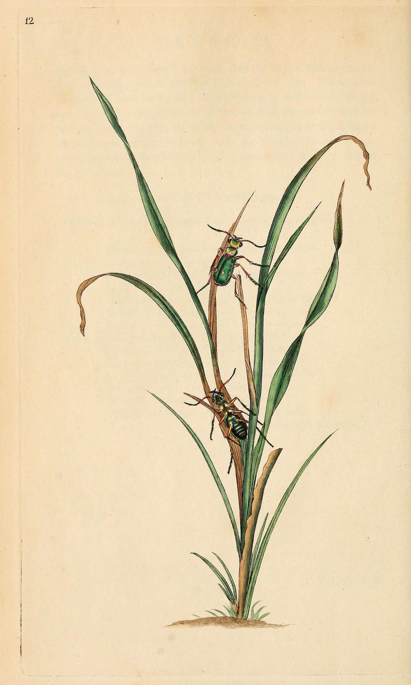 The natural history of British insects (6069987049)