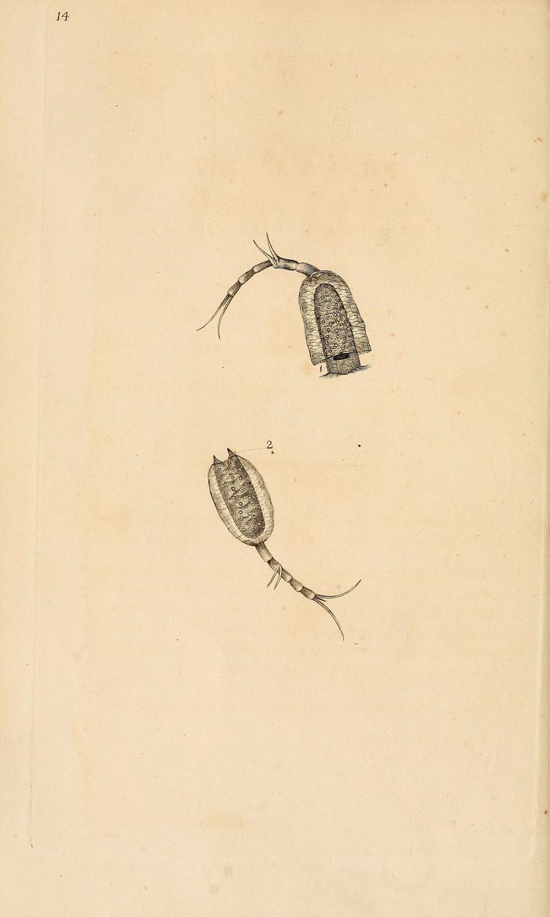 The natural history of British insects (6069987905)