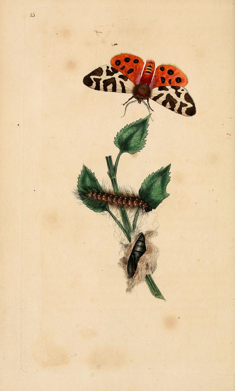 The natural history of British insects (6069988309)