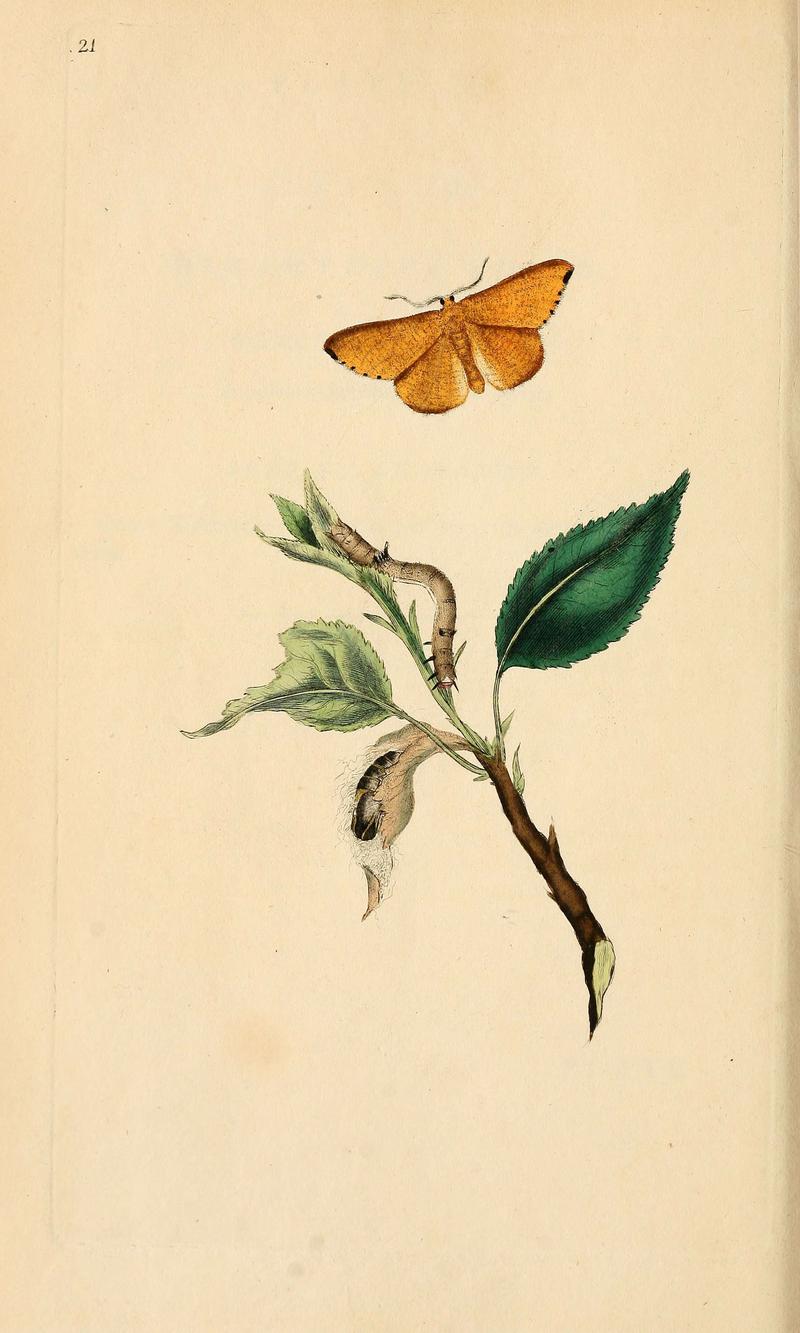 The natural history of British insects (6069990917)