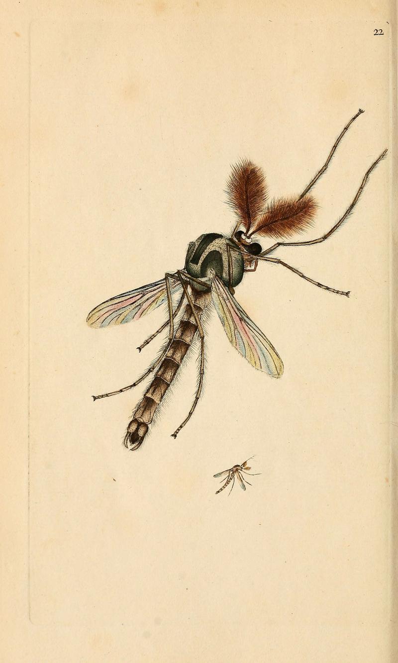 The natural history of British insects (6069991179)