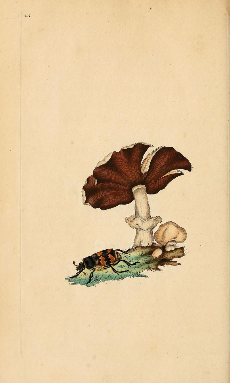 The natural history of British insects (6069991587)