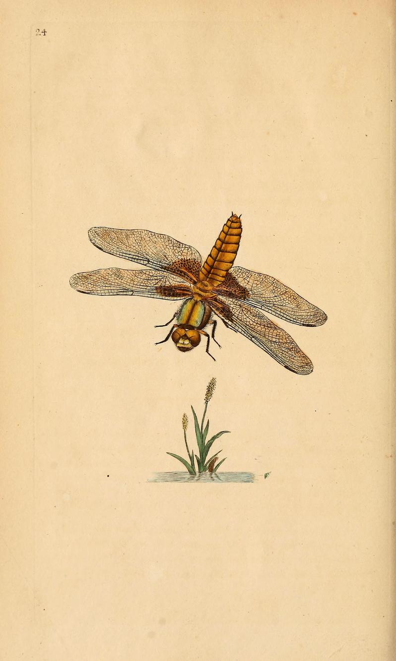 The natural history of British insects (6069992013)