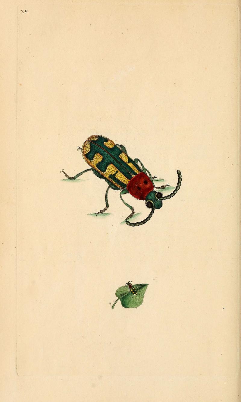 The natural history of British insects (6069995411)