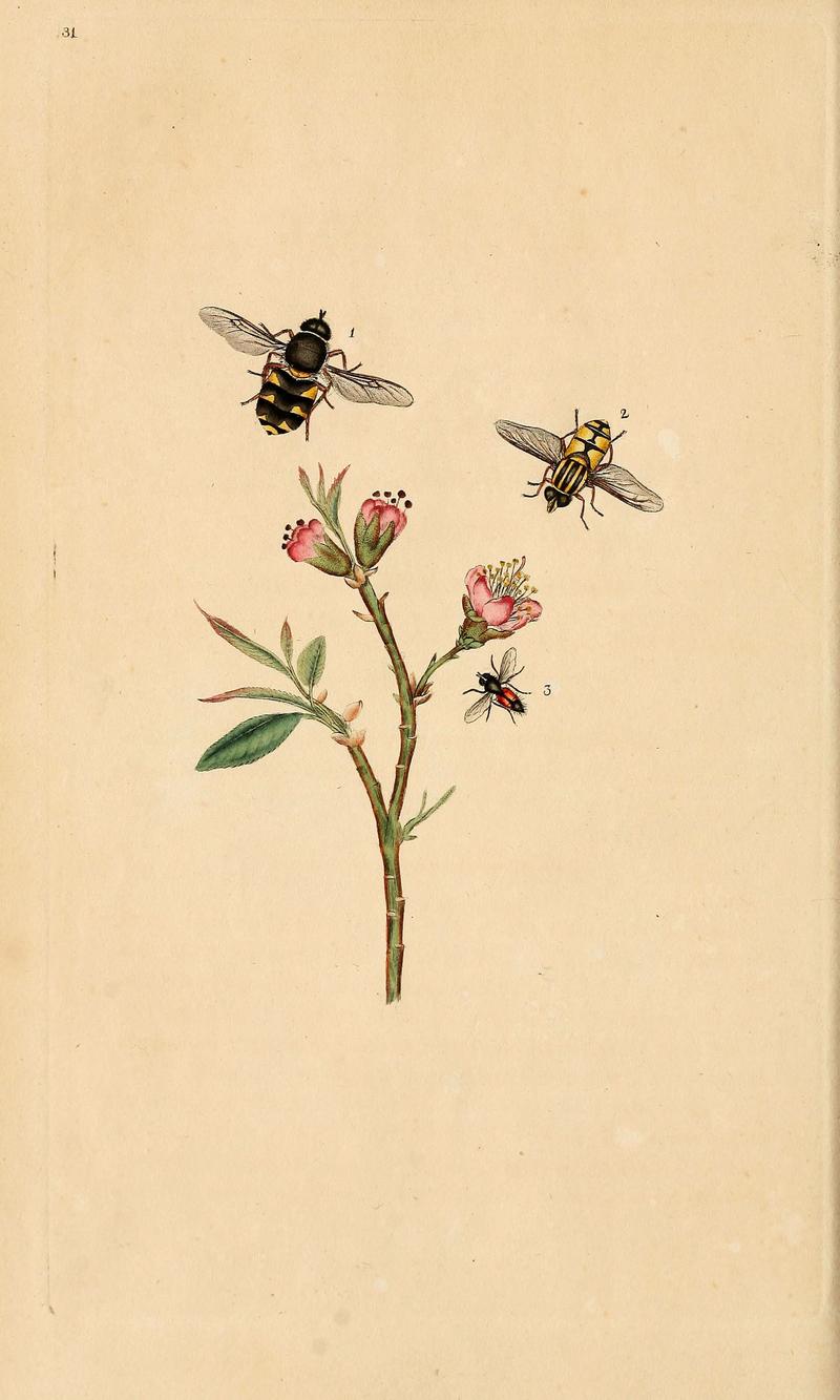 The natural history of British insects (6069996791)