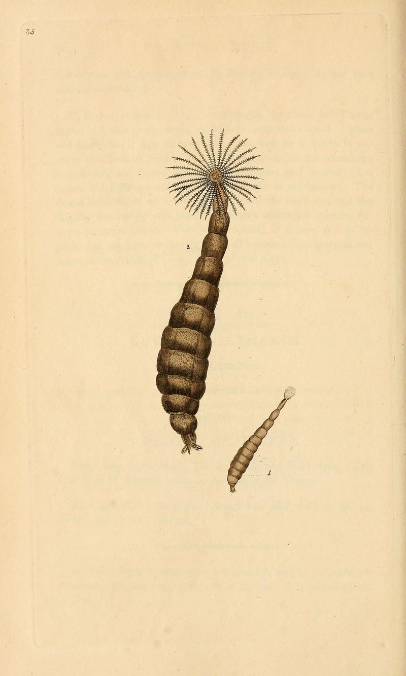 The natural history of British insects (6069998699)