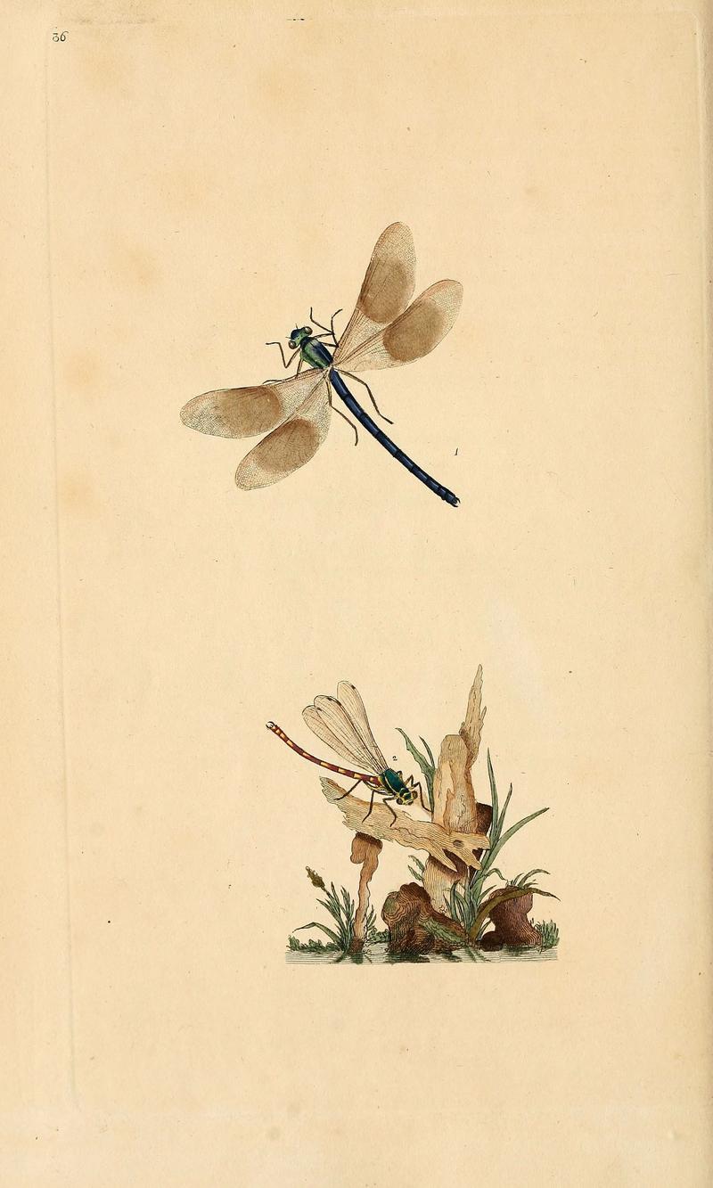 The natural history of British insects (6069999125)