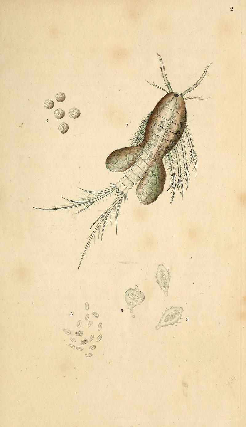 The natural history of British insects (6070529012)