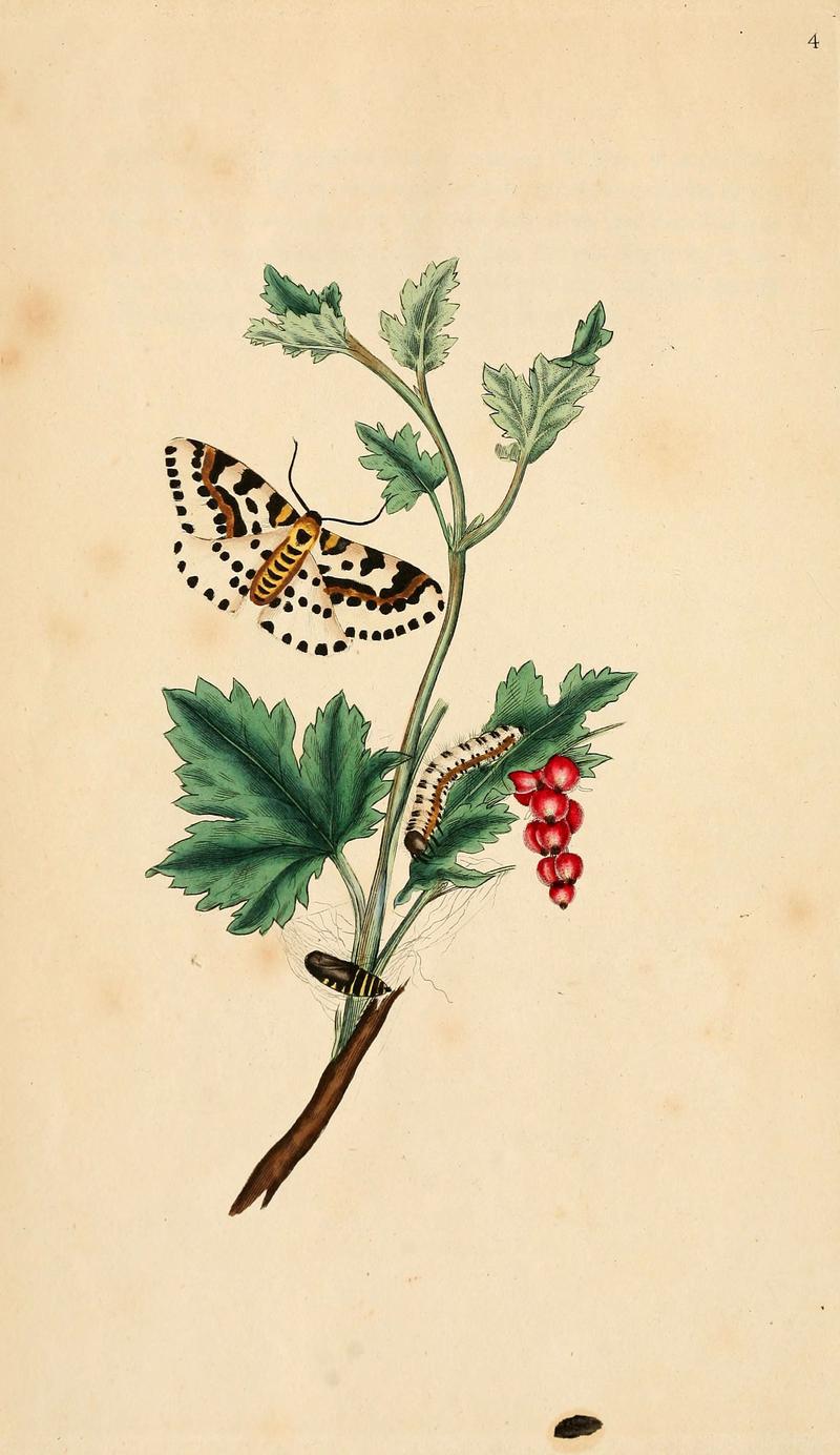 The natural history of British insects (6070529964)