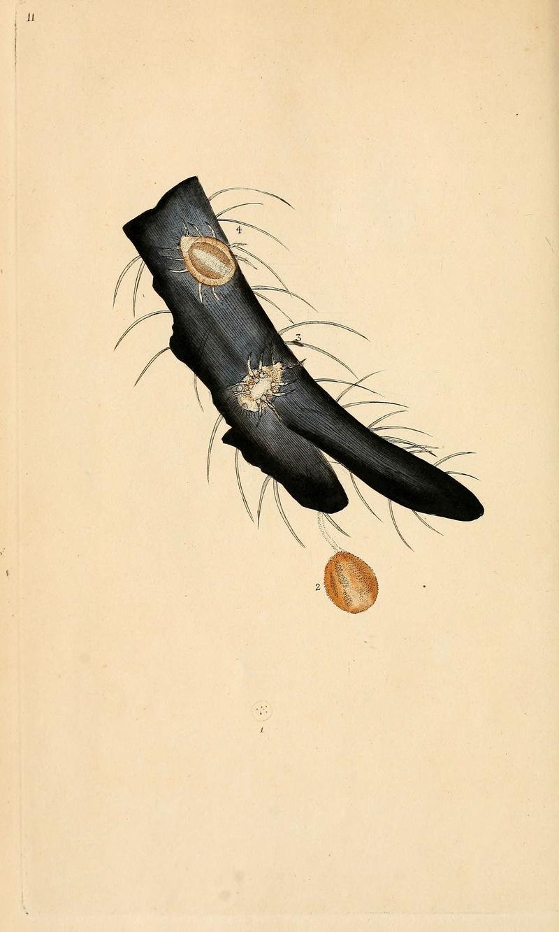 The natural history of British insects (6070533172)
