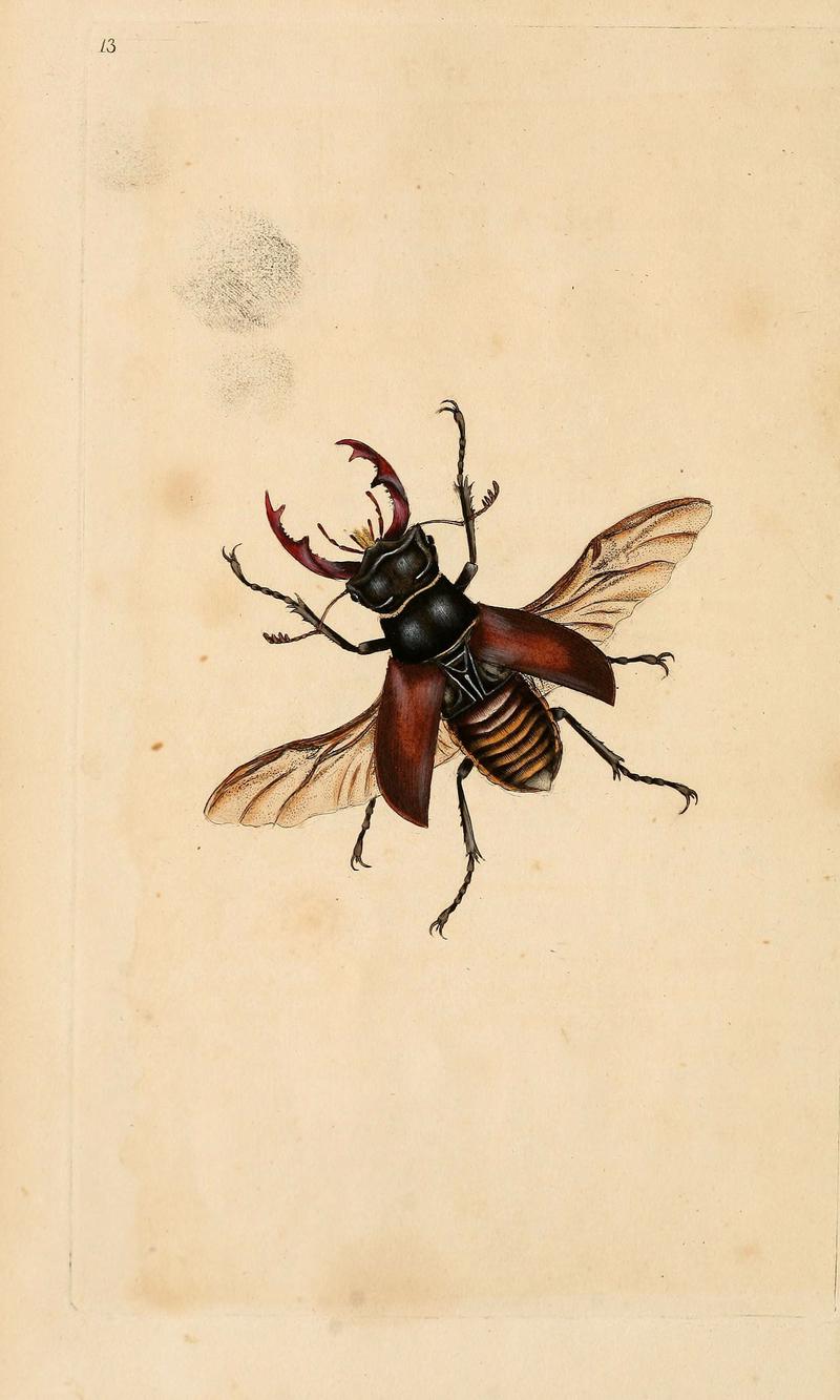 The natural history of British insects (6070534078)