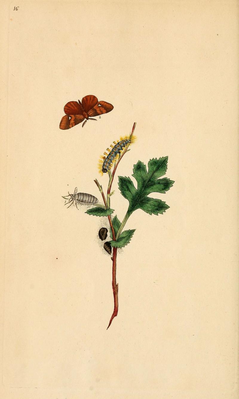 The natural history of British insects (6070535184)