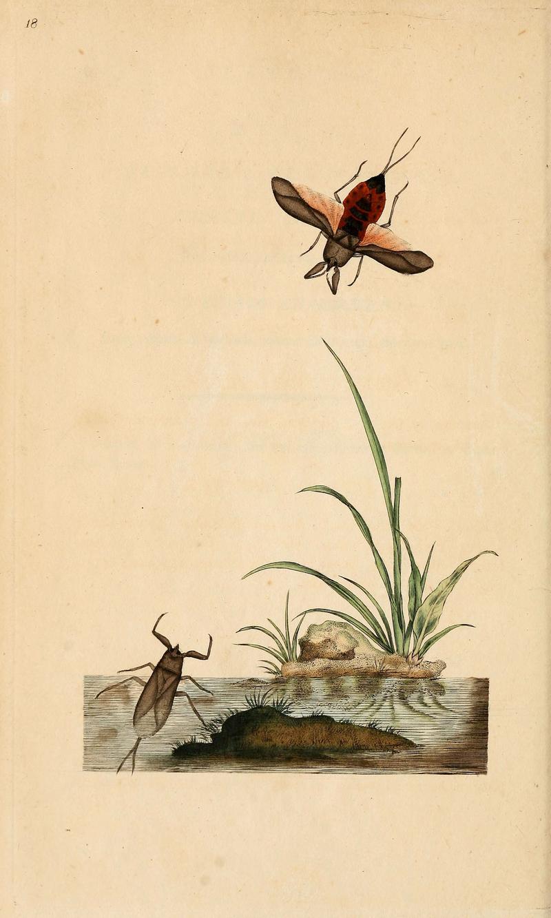 The natural history of British insects (6070535930)