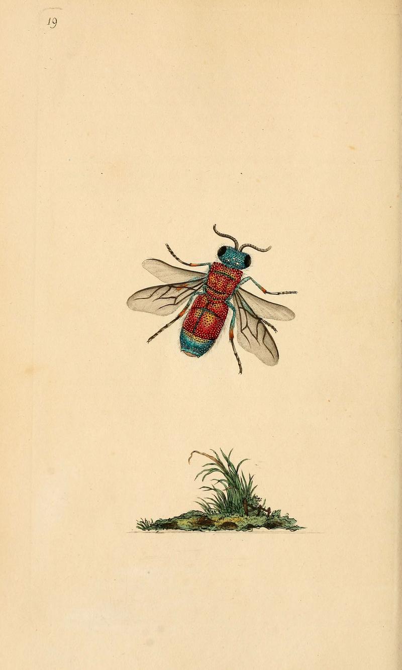 The natural history of British insects (6070536364)