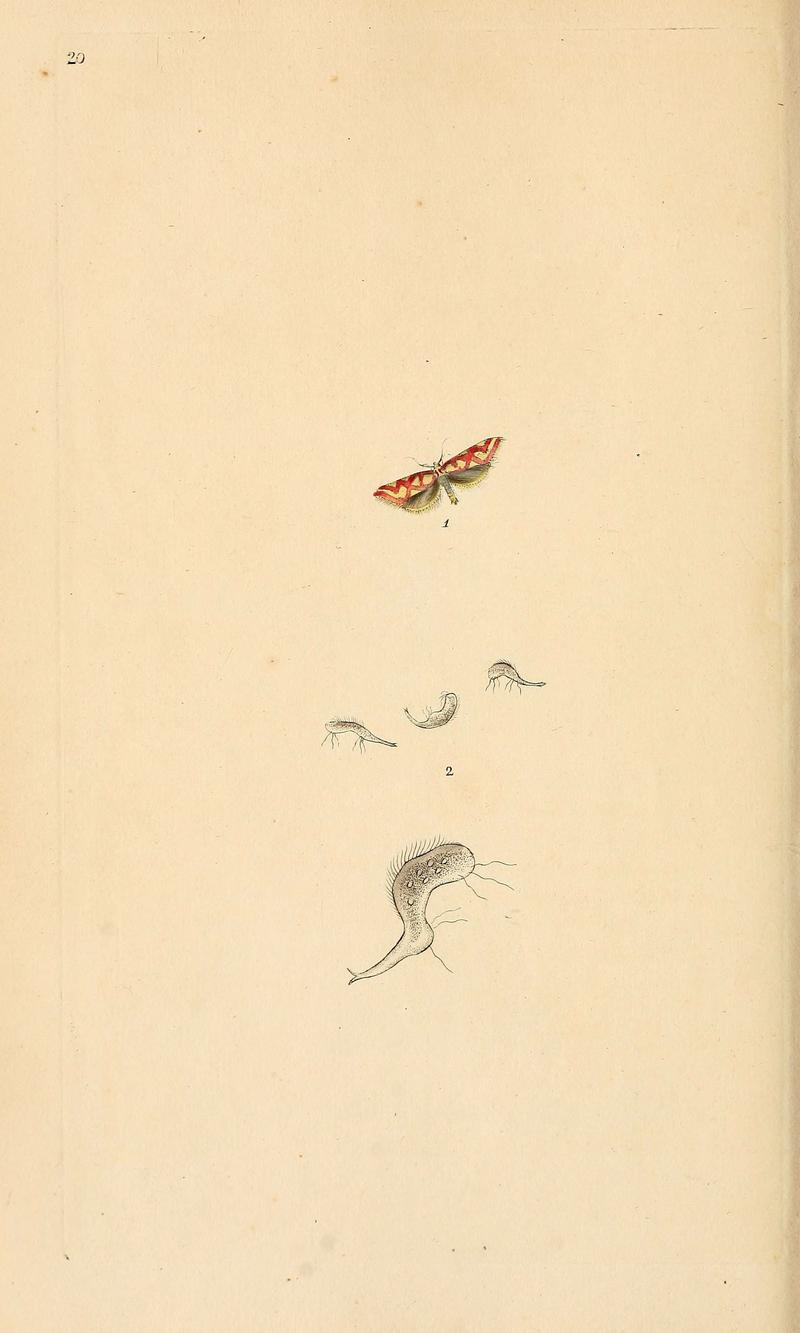 The natural history of British insects (6070537046)