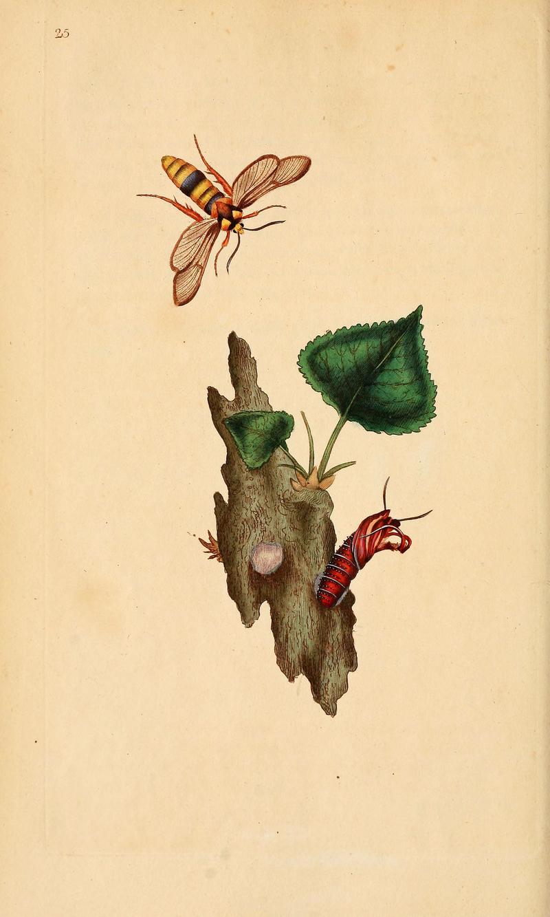 The natural history of British insects (6070540814)