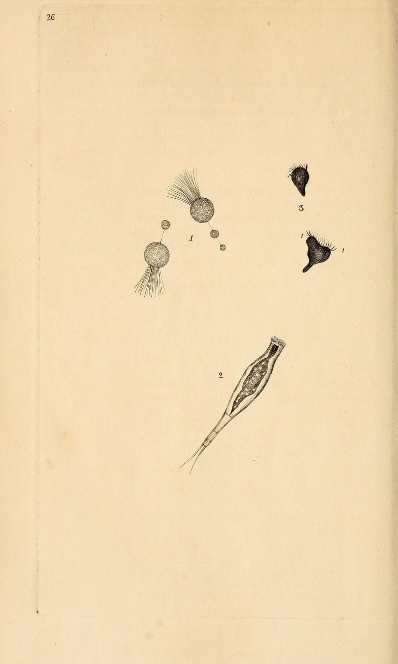 The natural history of British insects (6070541112)