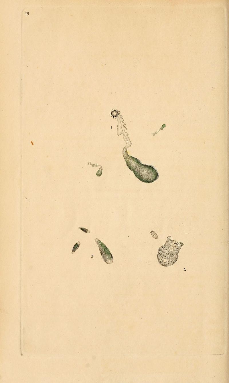 The natural history of British insects (6070542664)