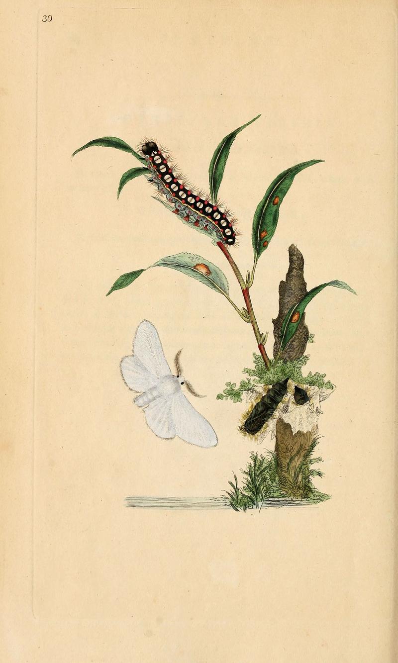 The natural history of British insects (6070543090)