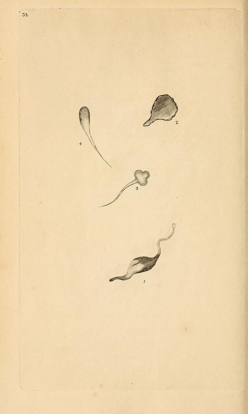 The natural history of British insects (6070544056)