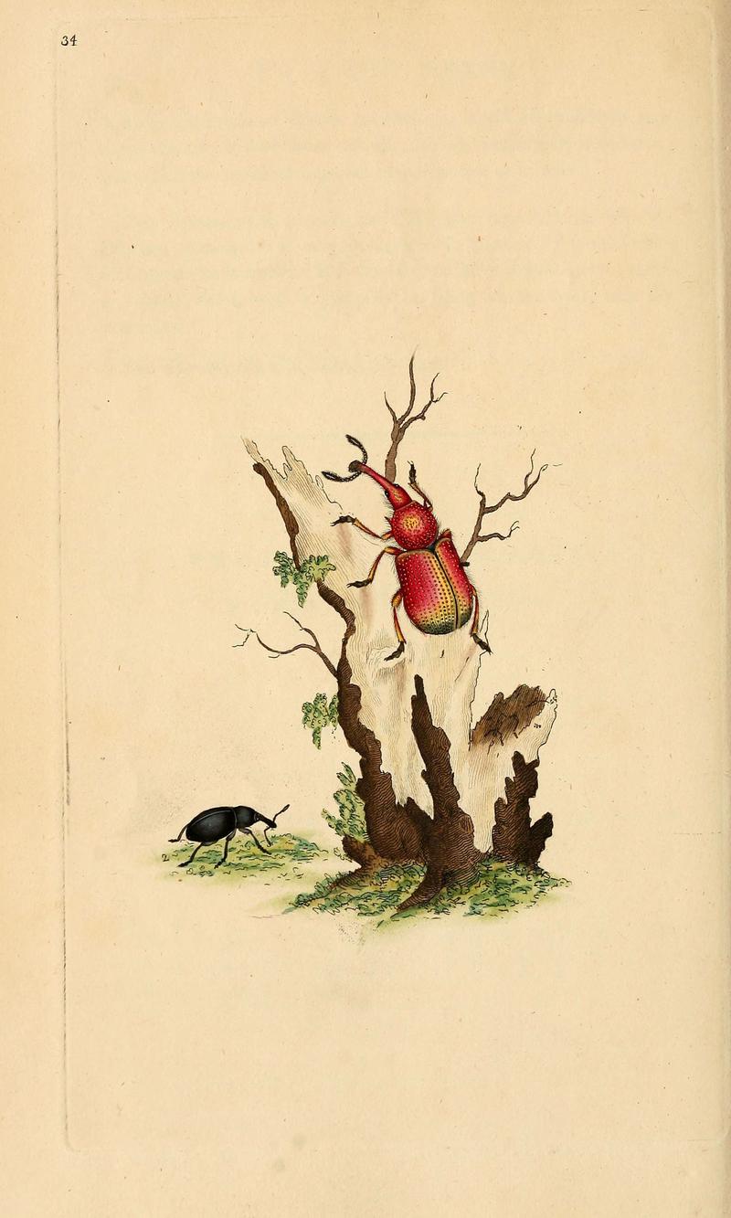 The natural history of British insects (6070544906)