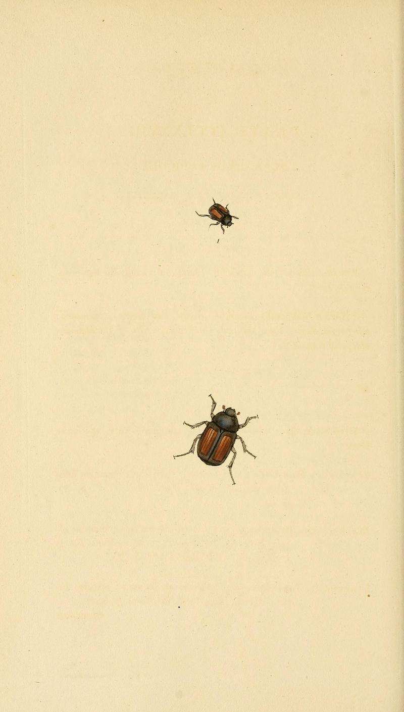 The natural history of British insects (Plate (378)) BHL29954190