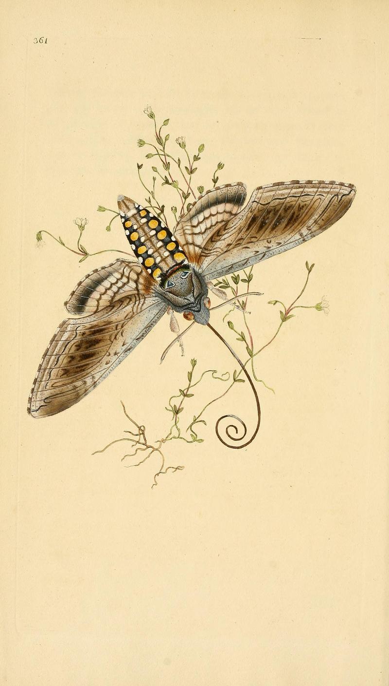 The natural history of British insects (Plate 361) BHL29954152