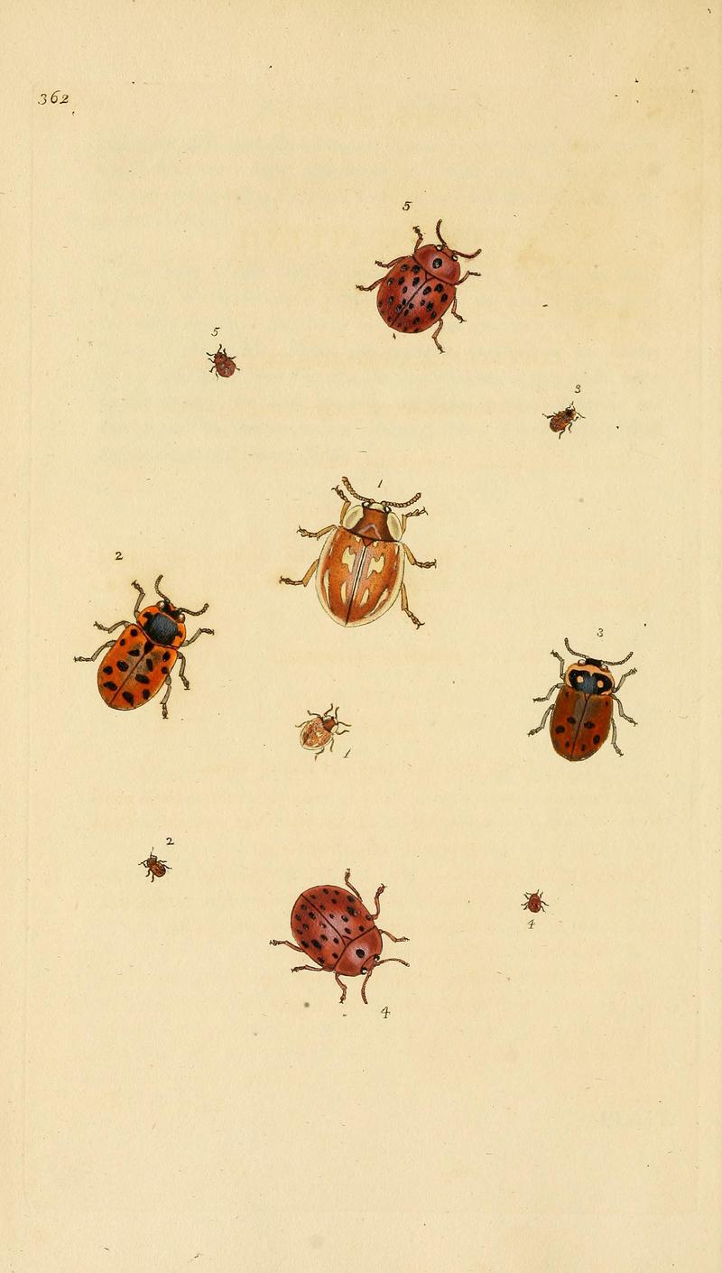 The natural history of British insects (Plate 362) BHL29954146