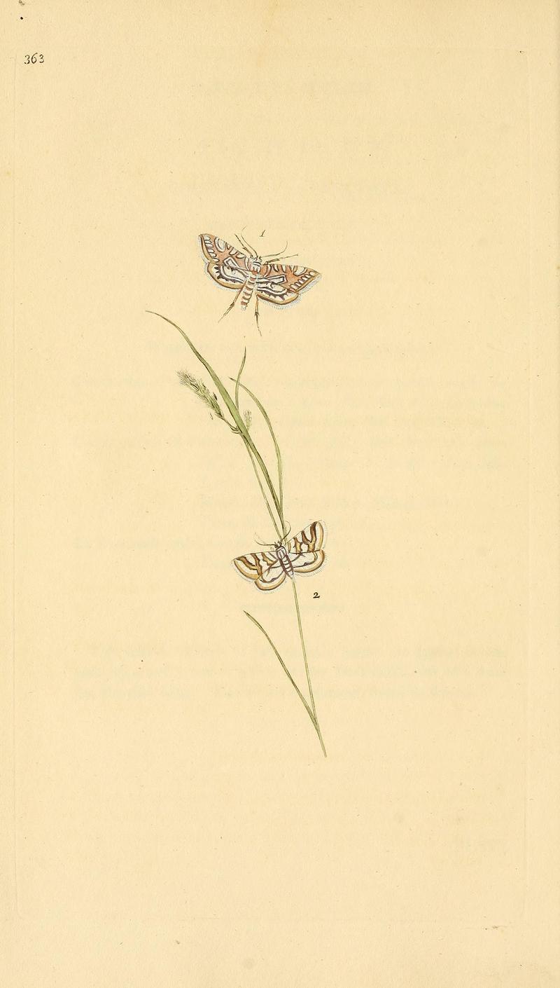 The natural history of British insects (Plate 363) BHL29954140