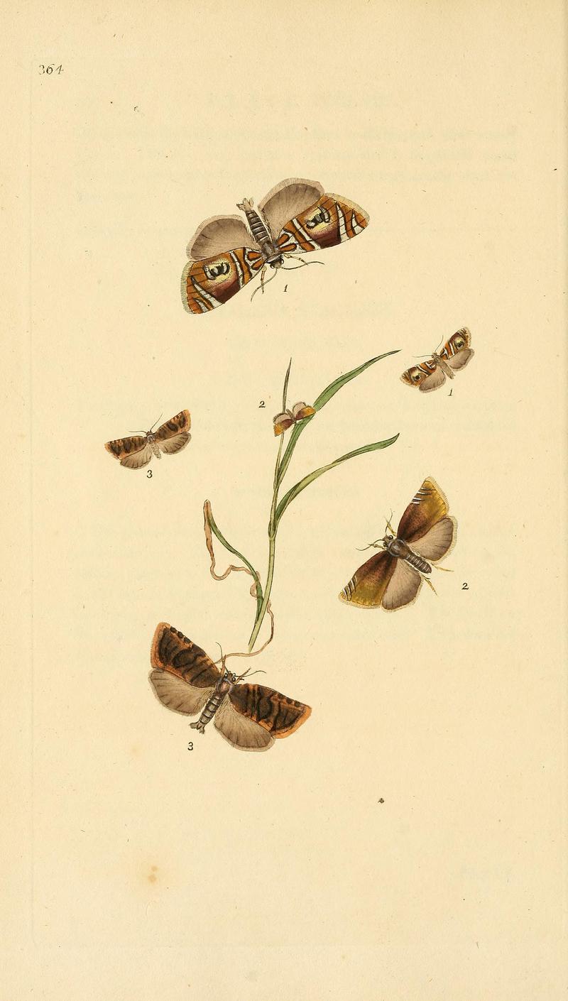 The natural history of British insects (Plate 364) BHL29954136