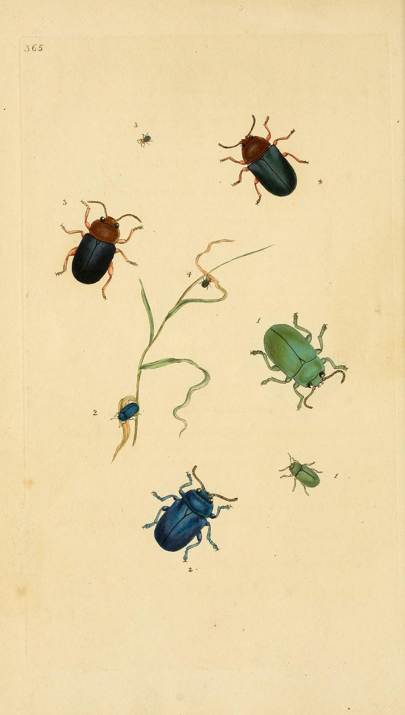 The natural history of British insects (Plate 365) BHL29954130