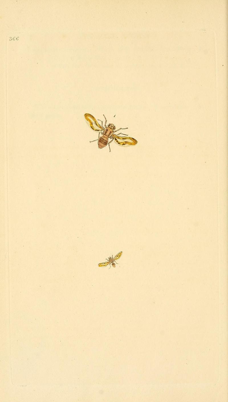 The natural history of British insects (Plate 366) BHL29954094
